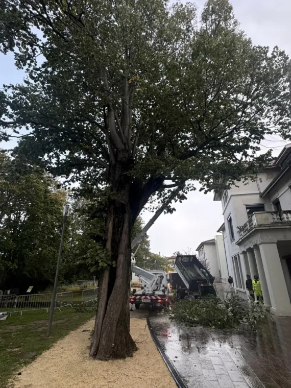 Abattage d'arbre suite à une tempête près de Bourgoin