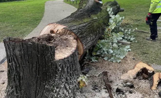 Abattage d'arbre suite à une tempête près de Bourgoin